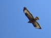 Buteo buteo Buteo buteo
