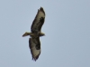 Buteo buteo
