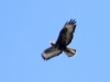 Buteo buteo Buteo buteo