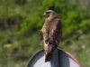 Buteo buteo Buteo buteo