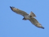 Circaetus gallicus