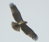 Circaetus gallicus