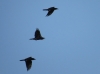 Corvus corax