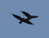 Corvus corax