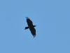 Corvus corax