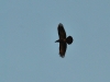 Corvus corax