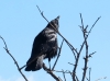 Corvus corone