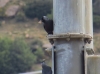 Corvus monedula
