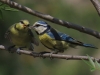 Cyanistes caeruleus Cyanistes caeruleus