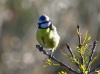 Cyanistes caeruleus Cyanistes caeruleus