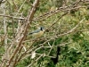 Cyanistes caeruleus Cyanistes caeruleus