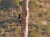 Dendrocopos major