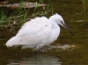 Egretta garzetta