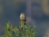 Emberiza calandra