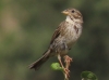 Emberiza calandra