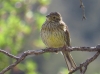 Emberiza cirlus