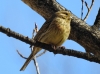 Emberiza cirlus