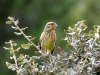 Emberiza cirlus ?