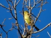 Emberiza citrinella