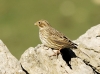 Emberiza calandra