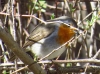 Erithacus rubecula