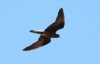 Falco eleanorae
