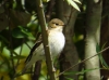 Ficedula hypoleuca