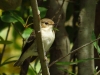Ficedula hypoleuca