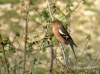 Fringilla coelebs