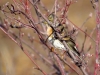 Fringilla montifringilla Fringilla montifringilla