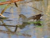 Gallinula chloropus