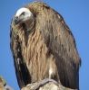 Gyps fulvus