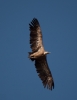 Gyps fulvus