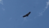 Gyps fulvus