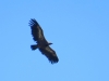 Gyps fulvus