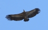 Gyps fulvus