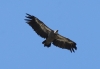 Gyps fulvus