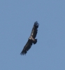 Gyps fulvus
