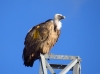Gyps fulvus