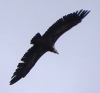Gyps fulvus