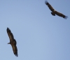 Gyps fulvus