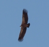 Gyps fulvus