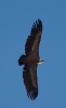 Gyps fulvus