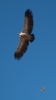 Gyps fulvus