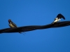 Hirundo rustica