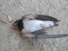 Hirundo rustica