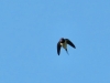 Hirundo rustica
