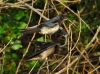 Hirundo rustica