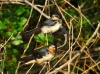 Hirundo rustica