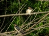 Hirundo rustica